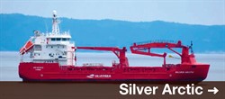 Silver Arctic